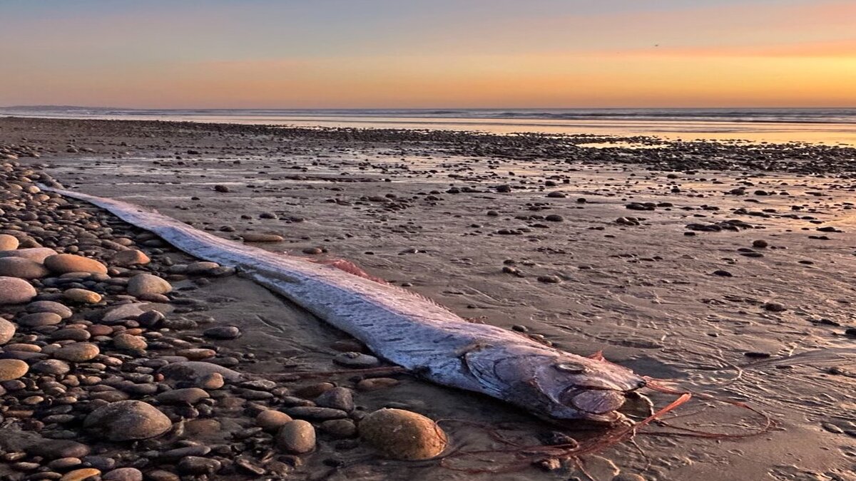 2025 और 1941 का कैलेंडर एक जैसा! डूम्सडे फिश 2025 में क्यों दिख रही है – क्या कुछ बड़ा होने वाला है?